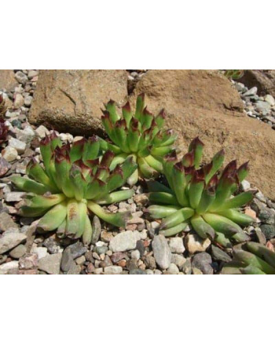 Молодило покрівельне Оддіті | Sempervivum tectorum Oddity | Молодило кровельное Оддити