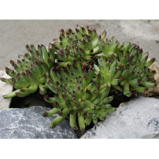 Молодило покрівельне Оддіті | Sempervivum tectorum Oddity | Молодило кровельное Оддити
