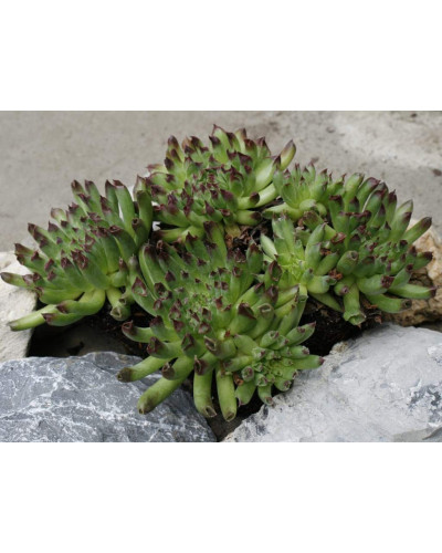 Молодило покрівельне Оддіті | Sempervivum tectorum Oddity | Молодило кровельное Оддити
