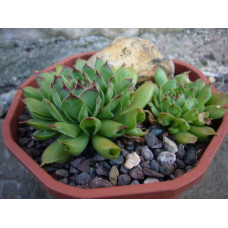 Молодило покрівельне Оддіті | Sempervivum tectorum Oddity | Молодило кровельное Оддити