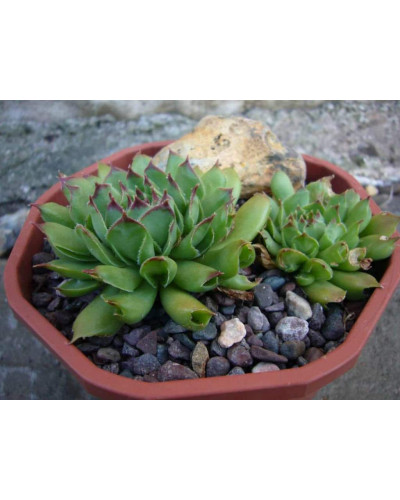 Молодило покрівельне Оддіті | Sempervivum tectorum Oddity | Молодило кровельное Оддити