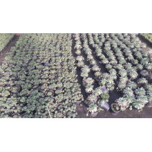 Молодило покрівельне Оддіті | Sempervivum tectorum Oddity | Молодило кровельное Оддити