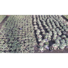 Молодило покрівельне Оддіті | Sempervivum tectorum Oddity | Молодило кровельное Оддити