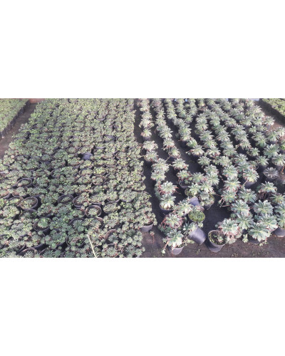 Молодило покрівельне Оддіті | Sempervivum tectorum Oddity | Молодило кровельное Оддити