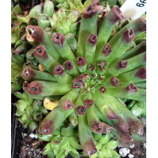 Молодило покрівельне Оддіті | Sempervivum tectorum Oddity | Молодило кровельное Оддити