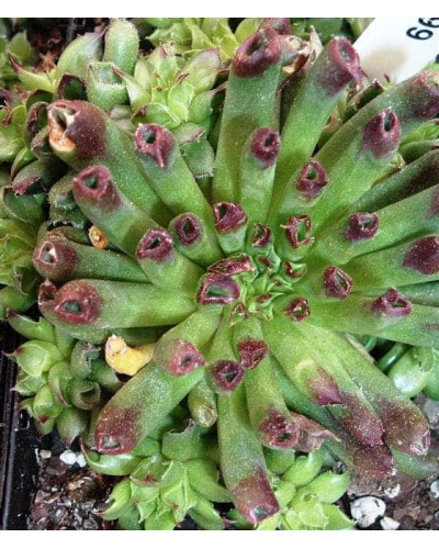 Молодило покрівельне Оддіті | Sempervivum tectorum Oddity | Молодило кровельное Оддити
