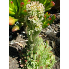 Молодило покрівельне Оддіті | Sempervivum tectorum Oddity | Молодило кровельное Оддити