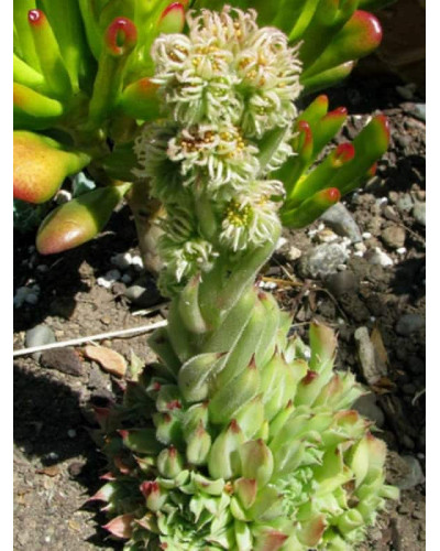 Молодило покрівельне Оддіті | Sempervivum tectorum Oddity | Молодило кровельное Оддити