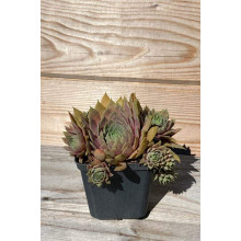 Молодило покрівельне Джулія | Sempervivum tectorum Julia | Молодило кровельное Джулия
