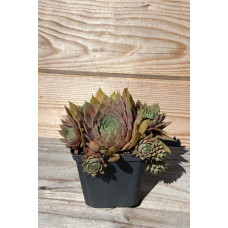 Молодило покрівельне Джулія | Sempervivum tectorum Julia | Молодило кровельное Джулия