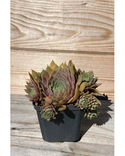 Молодило покрівельне Джулія | Sempervivum tectorum Julia | Молодило кровельное Джулия
