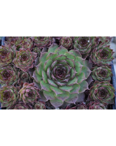 Молодило покрівельне Джулія | Sempervivum tectorum Julia | Молодило кровельное Джулия