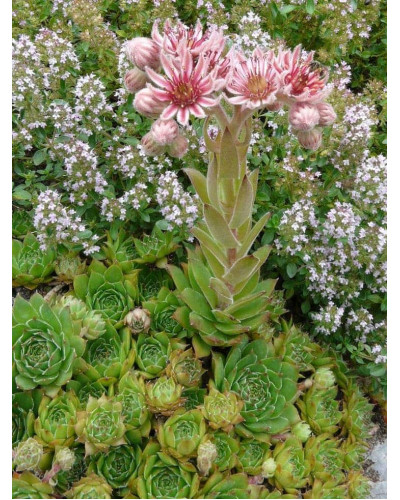 Молодило покрівельне Джулія | Sempervivum tectorum Julia | Молодило кровельное Джулия