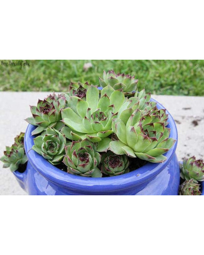 Молодило покрівельне Джулія | Sempervivum tectorum Julia | Молодило кровельное Джулия