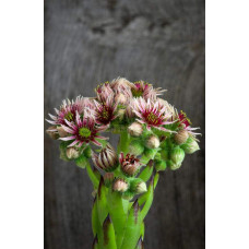 Молодило покрівельне Джулія | Sempervivum tectorum Julia | Молодило кровельное Джулия