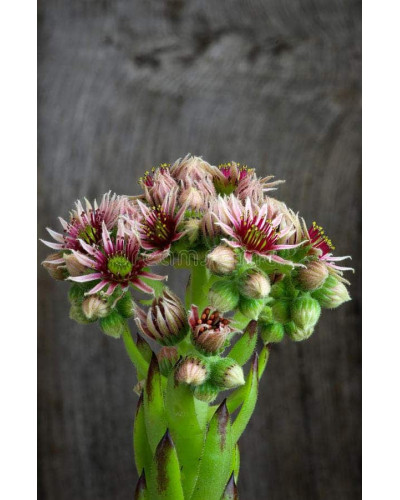 Молодило покрівельне Джулія | Sempervivum tectorum Julia | Молодило кровельное Джулия