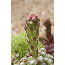 Молодило покрівельне Джулія | Sempervivum tectorum Julia | Молодило кровельное Джулия