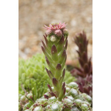 Молодило покрівельне Джулія | Sempervivum tectorum Julia | Молодило кровельное Джулия