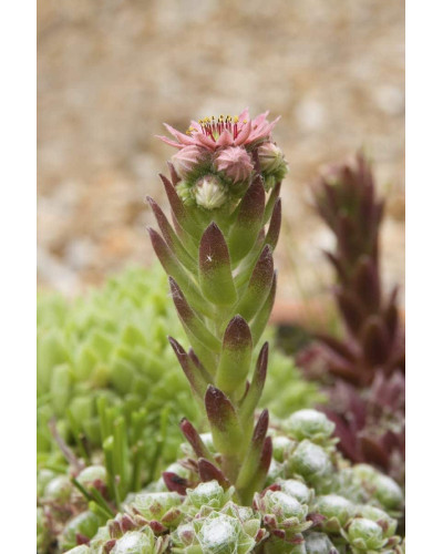 Молодило покрівельне Джулія | Sempervivum tectorum Julia | Молодило кровельное Джулия