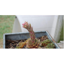 Молодило покрівельне Джулія | Sempervivum tectorum Julia | Молодило кровельное Джулия