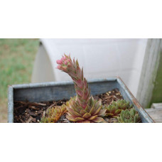 Молодило покрівельне Джулія | Sempervivum tectorum Julia | Молодило кровельное Джулия