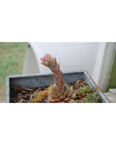 Молодило покрівельне Джулія | Sempervivum tectorum Julia | Молодило кровельное Джулия