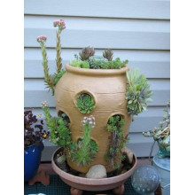 Молодило покрівельне Джулія | Sempervivum tectorum Julia | Молодило кровельное Джулия