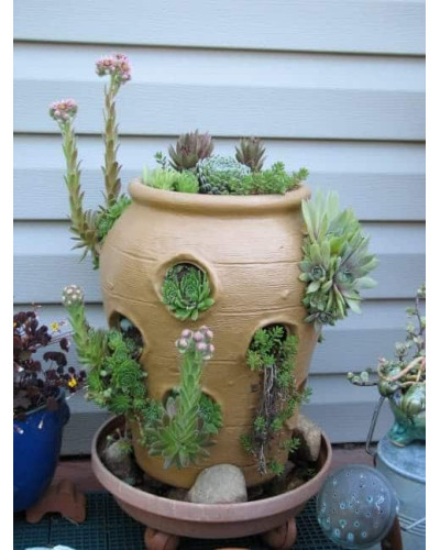 Молодило покрівельне Джулія | Sempervivum tectorum Julia | Молодило кровельное Джулия