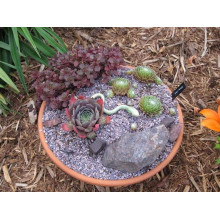 Молодило покрівельне Джулія | Sempervivum tectorum Julia | Молодило кровельное Джулия