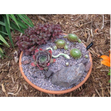 Молодило покрівельне Джулія | Sempervivum tectorum Julia | Молодило кровельное Джулия