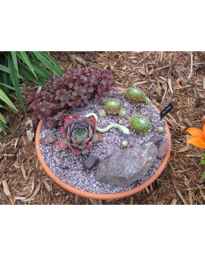 Молодило покрівельне Джулія | Sempervivum tectorum Julia | Молодило кровельное Джулия