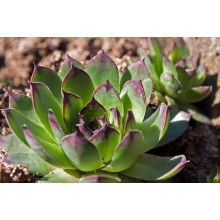 Молодило покрівельне Джулія | Sempervivum tectorum Julia | Молодило кровельное Джулия