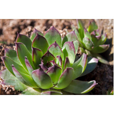 Молодило покрівельне Джулія | Sempervivum tectorum Julia | Молодило кровельное Джулия
