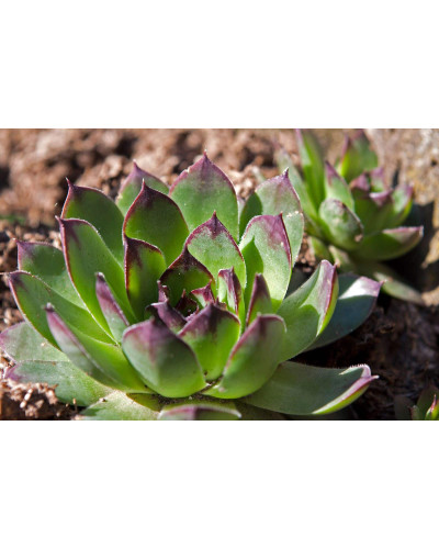 Молодило покрівельне Джулія | Sempervivum tectorum Julia | Молодило кровельное Джулия