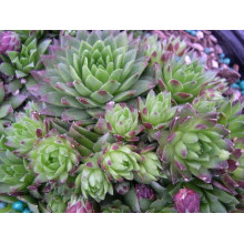 Молодило покрівельне Джулія | Sempervivum tectorum Julia | Молодило кровельное Джулия
