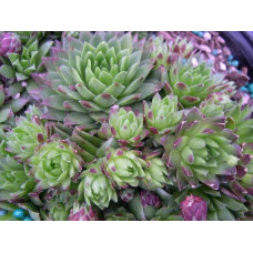 Молодило покрівельне Джулія | Sempervivum tectorum Julia | Молодило кровельное Джулия