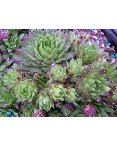 Молодило покрівельне Джулія | Sempervivum tectorum Julia | Молодило кровельное Джулия