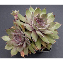 Молодило покрівельне Джулія | Sempervivum tectorum Julia | Молодило кровельное Джулия