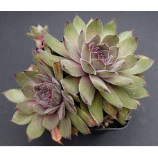 Молодило покрівельне Джулія | Sempervivum tectorum Julia | Молодило кровельное Джулия
