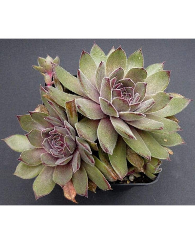 Молодило покрівельне Джулія | Sempervivum tectorum Julia | Молодило кровельное Джулия