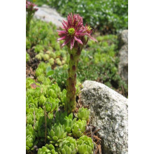 Молодило гірське | Sempervivum montanum | Молодило горное