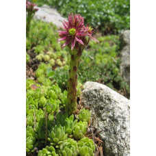 Молодило гірське | Sempervivum montanum | Молодило горное