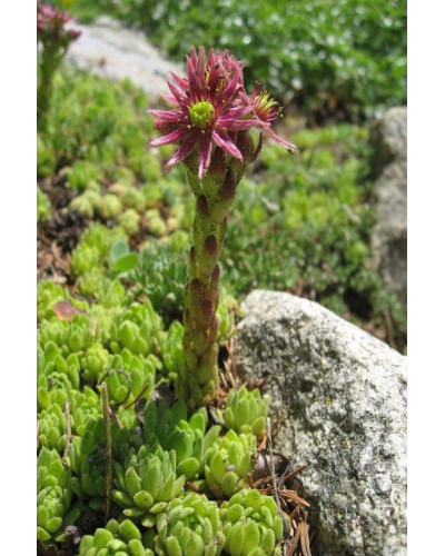 Молодило гірське | Sempervivum montanum | Молодило горное