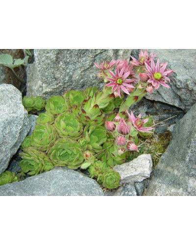 Молодило гірське | Sempervivum montanum | Молодило горное