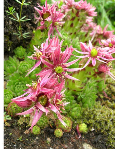 Молодило гірське | Sempervivum montanum | Молодило горное