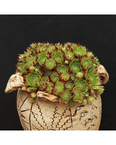 Молодило гірське | Sempervivum montanum | Молодило горное