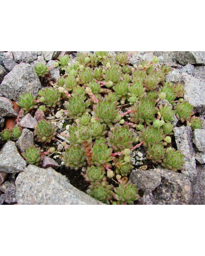 Молодило гірське | Sempervivum montanum | Молодило горное