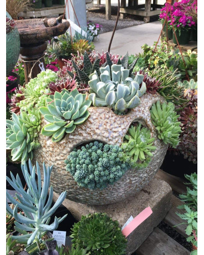 Молодило гірське | Sempervivum montanum | Молодило горное