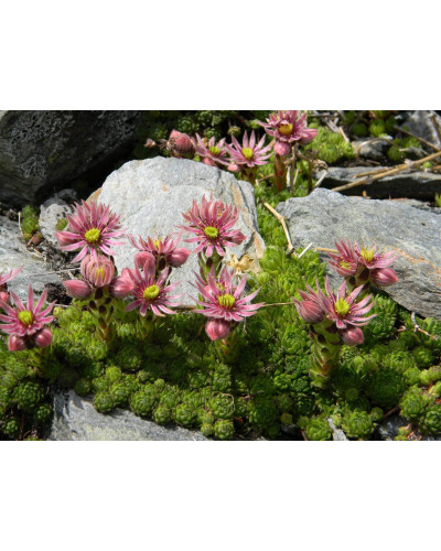 Молодило гірське | Sempervivum montanum | Молодило горное
