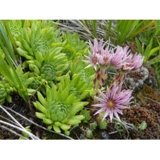 Молодило гірське | Sempervivum montanum | Молодило горное